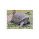 Natur Foam Diana 3D TORTUGA GIGANTE