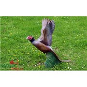 Natur Foam 3D Target PHEASANT - SOARING