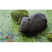 Natur Foam 3D Target BEAVER