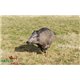 Natur Foam 3D Target WILD BOAR - RUNNING