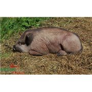 Natur Foam 3D Target WILD BOAR - LYING