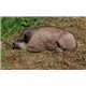 Natur Foam 3D Target WILD BOAR - LYING